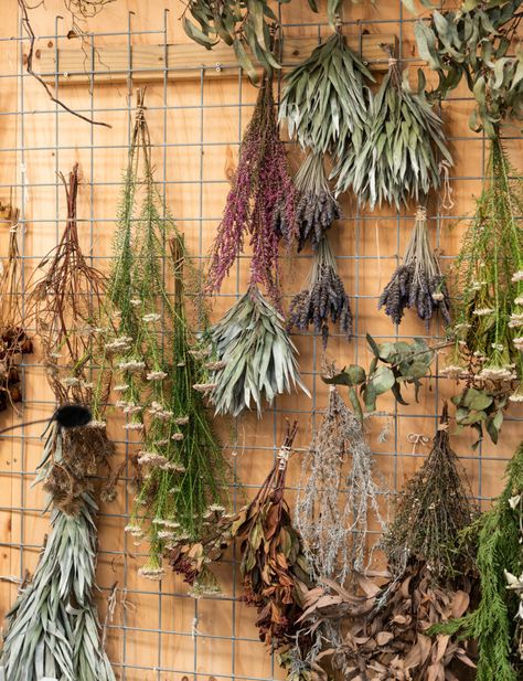 You'll be obsessed with dried flowers after seeing Mark Antonia's work Dried Herbs Hanging Decor, Dry Flower Photography, Wall Of Dried Flowers, Dry Flower Decoration, Dried Flower Storage Ideas, Dried Flower Storage, Dry Plants Decoration, Hanging Flowers Decor, Flower Drying Rack