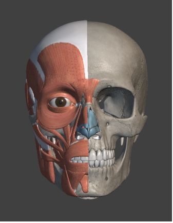 Face Muscles Anatomy, Human Skeleton Anatomy, Human Muscle Anatomy, Muscles Of The Face, Skull Anatomy, Head Anatomy, Skeleton Anatomy, Skeleton Face, Eyeball Art