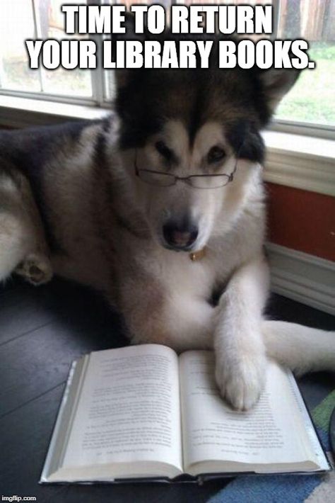 School Libraries, Library Books, Library, Librarian, school vacation, dogs, book returns Dog Puns, An Open Book, Funny Dog Photos, Husky Mix, Dump A Day, Blue Heeler, Open Book, Funny Animal Pictures, Dog Memes