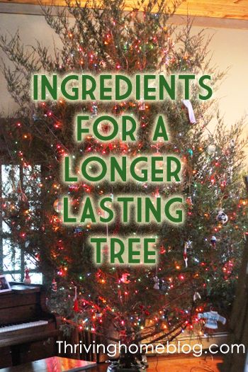 Add these household ingredients to your tree water to keep your Christmas tree healthy and alive longer. Christmas Tree Preservative, Christmas Tree Care, Christmas Tree Water, Live Christmas Trees, Real Christmas Tree, Fresh Christmas Trees, Garden Christmas, Simple Christmas Tree, Tree Care