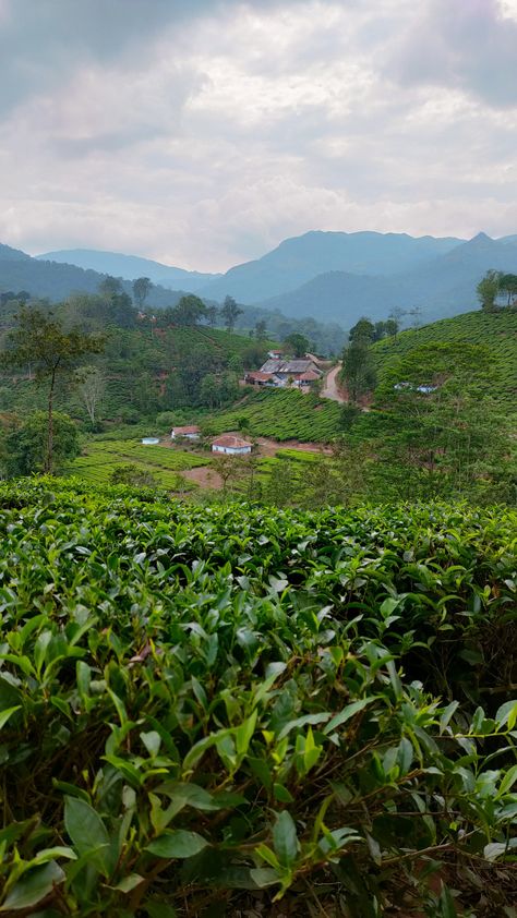 Ooty Tea Estate, Wayanad Video, Wayanad Aesthetic, Munnar Aesthetic, Wayanad Photography, Nature Images Hd, Photo Frame Images, Kodaikanal, Tea Estate