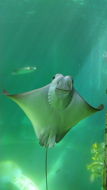 Cownose Ray, Life Under The Sea, Under The Ocean, Beautiful Sea Creatures, Underwater Creatures, Ocean Scenes, Manta Ray, Beautiful Sea, Beautiful Ocean