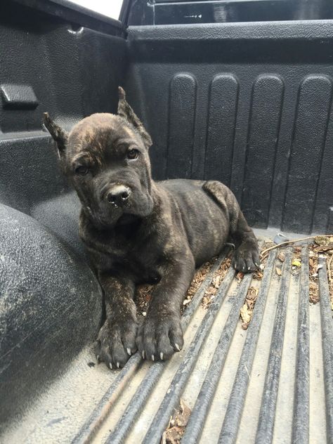 Apollo- 3 month old Cane Corso Beautiful Cane Corso, Pitbull Mixed With Cane Corso, Gray Cane Corso, King Corso Dog, Chien Cane Corso, Pet Anime, Cane Corsos, Presa Canario, Cane Corso Puppies