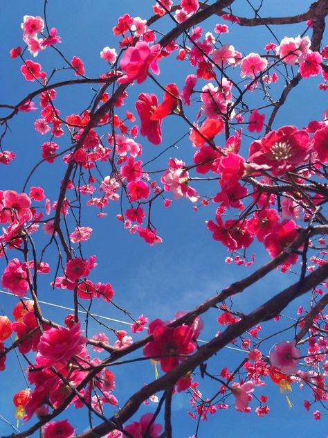 Red Sakura Flower, Sakura Flowers, Blue Photography, Sakura Flower, Pretty Cool, Pink Blue, Flowers, Photography, Red