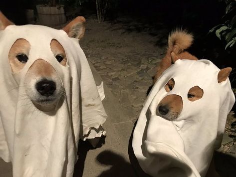 Ghost Halloween Costume, Dog Icon, Pets 3, Silly Dogs, Silly Animals, Cute Creatures, Shiba Inu, 귀여운 동물, Cute Funny Animals