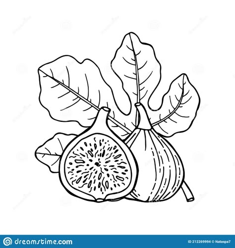 Fig Fruit With Leaf. Drawing In Line Sketch. Hand Drawn Vector Outline Stock Vector - Illustration of branch, graphic: 212269994 Fig Line Drawing, Fig Drawing Simple, Fig Branch Tattoo, Fig Leaf Tattoo, Fig Sketch, Fig Illustration, Fig Tattoo, Fig Drawing, Gouache Tutorial