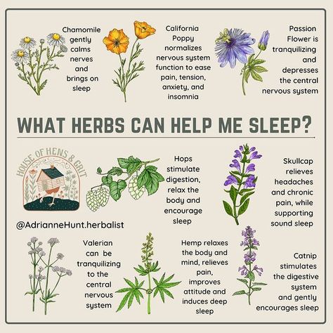 Herb Uses Medicine, Herbalism For Beginners Natural Remedies, Happiness Herbs, Herbalist Aesthetic, Herbalist Garden, Herb Witch, Herbs For Sleep, Medical Plants, Medicine Garden