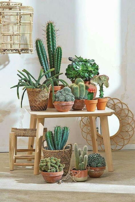 Kaktus Dan Sukulen, نباتات منزلية, Plants Are Friends, Deco Nature, Cactus Decor, Cactus Y Suculentas, Cactus Garden, Pretty Plants, Different Kinds