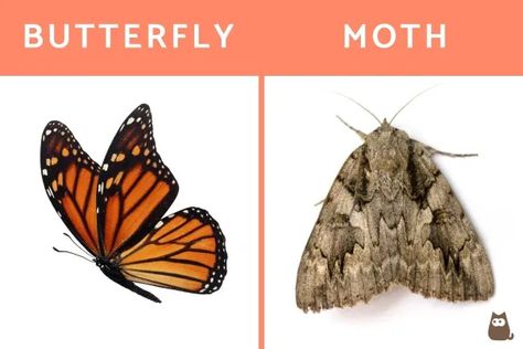 Butterfly Vs Moth, Kindergarten Science Activities, Moths And Butterflies, Science Skills, Kindergarten Science, Animal Kingdom, Moth, Insects, Butterflies