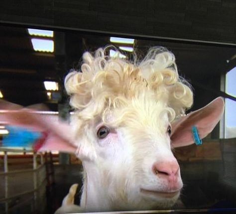 In a lighter moment on last night's show, a curly-topped billy coat won a legion of fans on social media, with one viewer saying: 'That goat has better hair than I do' Night Show, Animal References, A Goat, Giving Birth, Sunday Night, Goats, Cool Hairstyles, Curly Hair Styles, Social Media