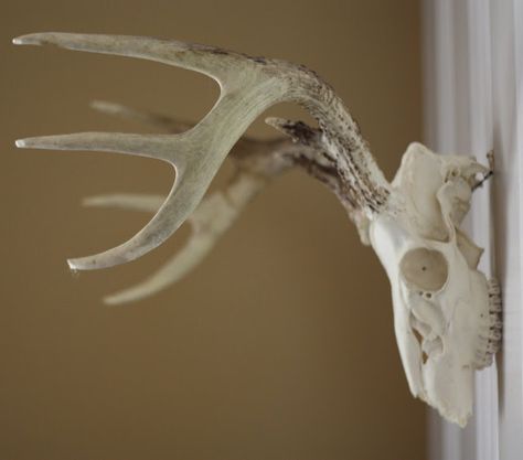 How to mount antlers without a plaque :) I love the look of animal skulls but usually not so much the mount. Best Tv Wall Mount, Mounted Antlers, Vocaloid Songs, Television Wall, Antler Ideas, European Mount, Antler Crafts, Deer Mounts, Manly Stuff