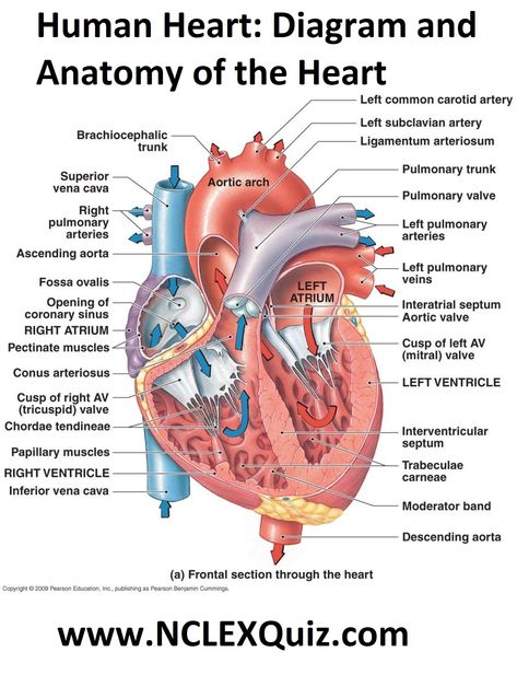 Human Heart: Diagram and Anatomy of the Heart internal anatomy of the heart  Heart Diagram: Right/left Atria, Right/left Ventricles, Pulmonary Trunk, Aorta, Superior/inferior Vena Cavae, Pulmonary Veins, Coronary Sinus, Right/left Atrioventricular valves (tricuspid + bicuspid), Chordae Tendinae, Interatrial Septum, Interventricular Septum, Aortic and Pulmonary Semilunar Valves, Coronary Arteries and Cardiac Veins. Human Heart Diagram, Human Heart Anatomy, Heart Structure, Heart Diagram, The Human Heart, Medical Student Study, Heart Anatomy, Nursing School Survival, Human Body Anatomy