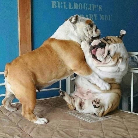 Bulldog Quotes, English Bulldog Care, Cute Bulldog Puppies, Tattoos For Dog Lovers, Bulldog Pics, Bulldog Francese, Bulldog Funny, Cute Bulldogs, English Bulldog Puppies