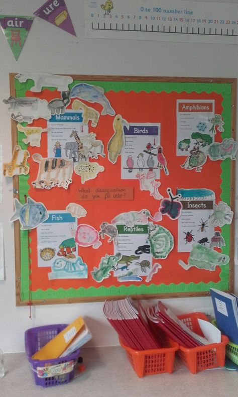 Classification of animals display including children's paintings. Animals Including Humans Ks1 Display, Animals Including Humans Ks1, Classification Of Animals, Class Charter, Science Inspiration, Classifying Animals, Elementary School Projects, 2024 Classroom, Science Display