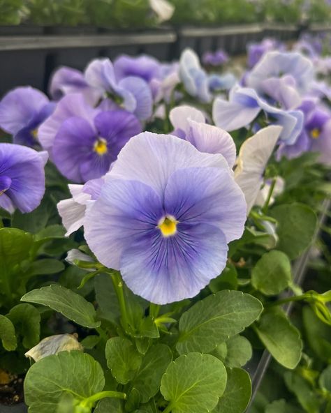 Pansies are a MUST for fall and winter!🍂❄️ Add them to your containers or plant them in your borders to add a pop of color to your landscape💚 Winter Pansies, Pop Of Color, Pansies, Fall And Winter, Borders, Color Pop, Violet, Plants, Quick Saves