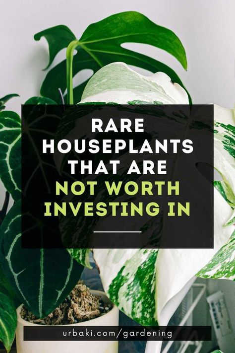 Exotic Plants Indoor, Exotic House Plants, Strange Plants, Snake Plant Care, Small House Plants, Air Purifying House Plants, Live House Plants, Air Plants Care, Beyond Imagination