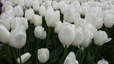 Aesthetic Flower Cover Photo Facebook, White Tulips Aesthetic Cover Photo, White Tulips Cover Photo, Tulips Cover Photo Facebook, Tulips Cover Photo, Japanese Wallpapers, 4k Wallpapers For Pc, Picsart Tutorial, Laptop Wallpaper Desktop Wallpapers