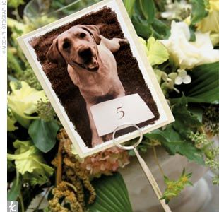 Each place card had the dog's picture that they were sponsoring and had the dog's story on the back. Dog Centerpieces, Fun Wedding Pictures, Table Planner, Table Markers, Number Ideas, Dog Table, Card Table Wedding, Venue Decorations, Seating Cards