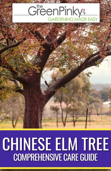 Chinese Elm Tree, Golden Rain Tree, Lily Turf, Giant Arborvitae, Healthy Chinese, Beginner Gardening, Eastern Redbud, Elm Tree, Easy Vegetables To Grow