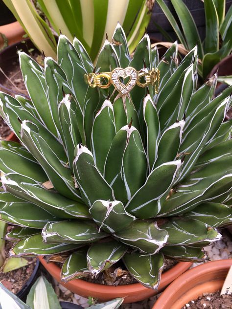 Queen Victoria agave  Agave Victoriae reginae Agaves, Cactus Garden, Cactus And Succulents, Queen Victoria, Plant Life, Succulent, Cactus, Queen, Plants