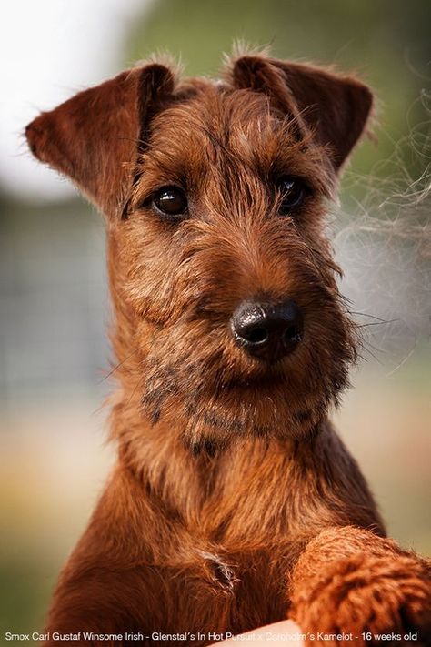 Koolie Dog, Scruffy Dogs, Irish Rose, Welsh Terrier, Irish Terrier, Terrier Breeds, Wire Fox Terrier, Bear Bear, Airedale Terrier