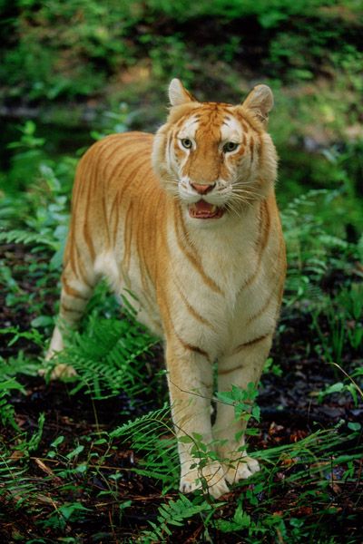 Amazing wildlife - Golden Tabby Tiger photo #tigers Golden Tabby Tiger, Golden Tabby, Cat Species, Golden Tiger, Siberian Tiger, Pet Tiger, Wild Creatures, Favorite Animal, A Tiger