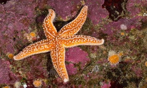 Types Of Starfish, Starfish Species, Starfish Tattoo, Some Interesting Facts, Sea Plants, Sea Floor, Body Form, Unusual Animals, Fishing Life