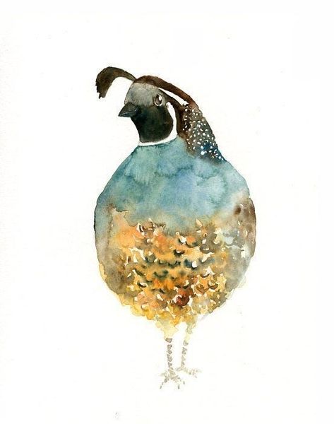 Quail Pictures, Quail Art, California Quail, Quails, Bird Watercolor Paintings, Watercolor Birds, Amazing Birds, Winsor Newton, Water Colours