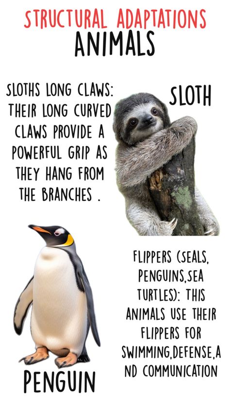 Structural Adaptations, Sea Turtle, Sloth, Animals