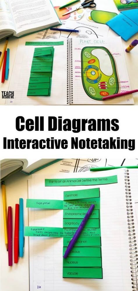 Teaching Biology Activities, Biology Cell, Biology For Kids, Cell Diagram, Biology Activity, Science Cells, Plant And Animal Cells, Interactive Notes, Biology Classroom