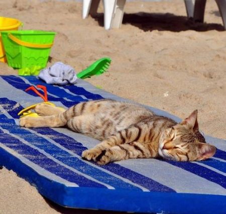 on the beach... - Cats Wallpaper ID 1537468 - Desktop Nexus Animals Söt Katt, Cat Nap, Cats Meow, Beautiful Cats, Cat Photo, Animals Friends, Crazy Cats, Cat Day, Cat Pics