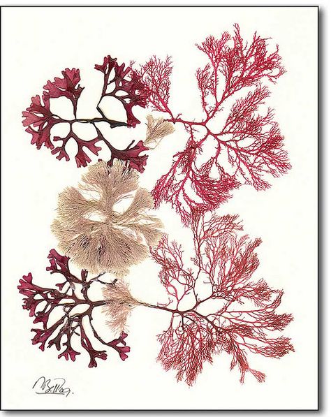 pressed seaweed Pressed Seaweed, Seaweed Art, Art Coquillage, Fauna Marina, Pressed Flower Crafts, Sea Life Art, Collage Making, Sea Theme, Scientific Illustration