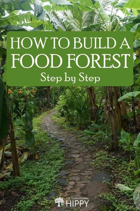 Food Forests, Food Forest Garden, Homestead Gardens, Permaculture Gardening, Food Forest, Forest Garden, Have Inspiration, Home Vegetable Garden, Garden Yard Ideas