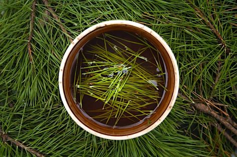 Pine Tea, Pine Needle Tea, Neurological System, Eastern White Pine, Wild Harvest, Ancient Tree, Beneficial Bacteria, White Pine, Pine Needles