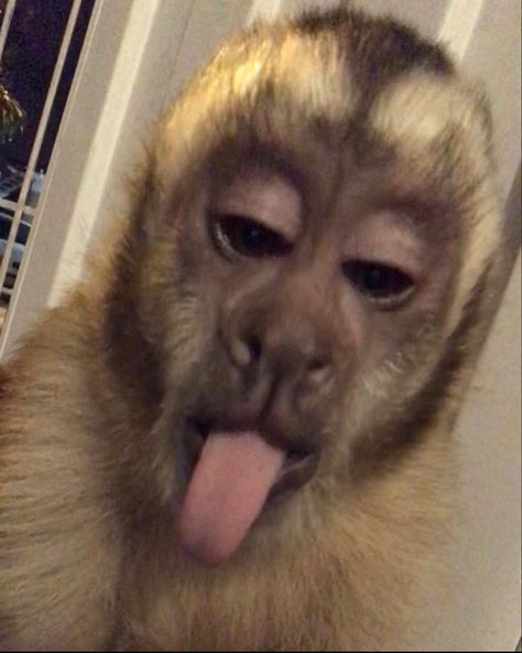 Funny Monkey Pictures, Cute Monkey Pictures, Monkey Icon, Monkey Memes, Monkey Stickers, Capuchin Monkey, Baby Orangutan, Monkey Wallpaper, Monkey Pictures