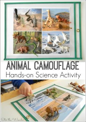 If your kiddos are interested in learning about animals, this Animal Camouflage Hands-on Science Activity will sure to delight! Camouflage Activities, Safari Science, Learning About Animals, Animal Adaptations, Animals And Plants, Science Activity, Science Activities For Kids, Animal Science, Kindergarten Science