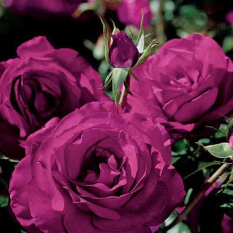 Wild Blue Yonder Rose Magenta Roses, Dark Purple Roses, Rose Varieties, Rose Violette, Coming Up Roses, Growing Roses, Hybrid Tea Roses, Beautiful Flowers Garden, Rose Bush