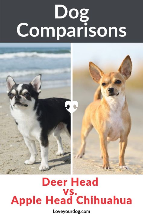 These pups shouldn’t be confused as chihuahua mixes, and we are going to look at the differences between the apple head and the deer head Chihuahua and dive straight into the details. #LoveYourDog #DeerHeadChihuahua #AppleHeadChihuahua #DogComparisons #DogBreedInfo Shaking Dog, How To Train Dogs, Deer Chihuahua, Deer Head Chihuahua, Apple Head Chihuahua, Chihuahua Facts, Train Dogs, Dogs Chihuahua, Apple Head