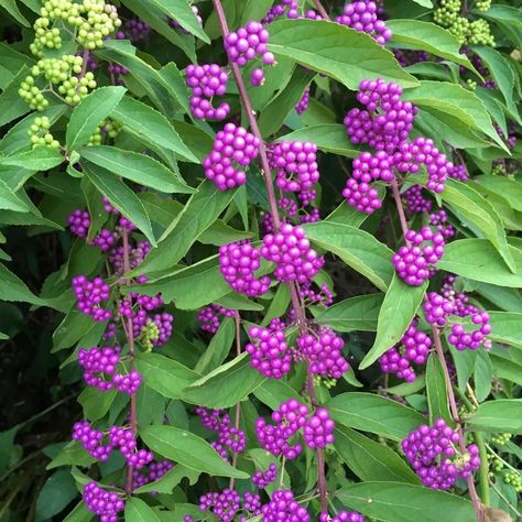 Beauty Berry Bush, American Beautyberry, Beauty Berry, Beauty Bush, Shade Tolerant Plants, Berry Garden, Lake Garden, Native Plant Gardening, Berry Bushes