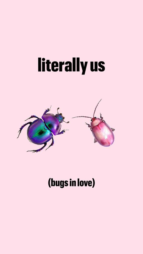 bugs in love fr #beetles Bug Lover Aesthetic, Bug Widgets, Bugs In Love, Goofy Memes, Silly Goofy, Love Bug, The Love Club, Sweet Boy, Love Bugs