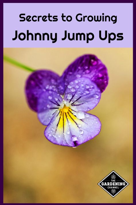 Johnny Jump Up flowers (Viola tricolor) are easy to grow in flower beds, borders, or containers. Although pretty to watch grow, be sure to harvest some as edible flowers. #gardeningchannel #gardening #growingflowers Flower Beds Borders, Johnny Jump Up Flowers, Viola Tricolor, Flower Bed Borders, Johnny Jump Up, Raised Flower Beds, Container Garden Design, Meteor Garden 2018, Vintage Garden Decor