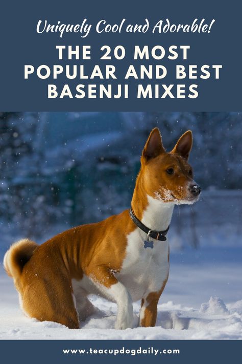 While the Basenji is a purebred dog, they are also being cross-bred these days. Read on and discover the 20 most popular and best Basenji mixes! Hunter Dog, Basenji Dogs, American Bulldog Mix, Sense Of Smell, Dog Personality, Dog Mixes, Purebred Dogs, American Bulldog