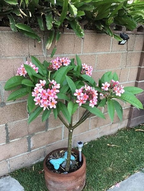 Indoor Plumeria, Outdoor Flowering Plants, Plumeria Care, Plumeria Tree, Florida Plants, Plumeria Flowers, Lily Plants, House Plants Decor, Colorful Plants