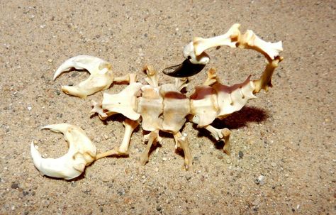 Scorpion by Tim Prince ( Forgotten Boneyard) Sea Scorpion, Bone Anatomy, Taxidermy Art, Sea Serpent, Vulture Culture, Bone Art, Macabre Art, Bone Jewelry, Skeleton Art