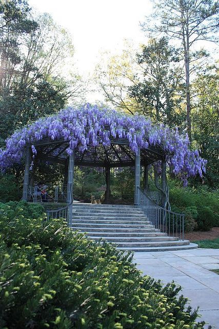 Wisteria Arbor, Wisteria Tree, Garden Vines, Garden Gazebo, Have Inspiration, The Secret Garden, Pergola Patio, Gorgeous Gardens, Garden Structures