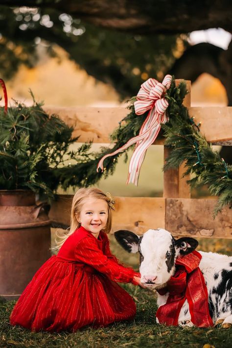 Cow Christmas Photoshoot, Highland Cow Christmas Photoshoot, Country Christmas Pictures Family, Christmas Tree Farm Baby Pictures, Christmas On The Farm Pictures, Christmas Tractor Photo Shoot, Outdoor Christmas Photoshoot Ideas Mini Sessions, Highland Cow Photoshoot, Barn Christmas Photoshoot