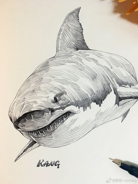 Shark Ink Drawing, Shark Pen Drawing, Shark Pencil Drawing, Sea Animals Drawing Realistic, Animal Ink Drawing, Shark Sketch Drawing, Art Sketches Animals, Kang Meng, Drawings Of Sharks