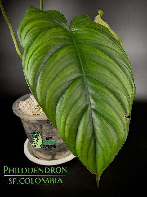 Philodendron sp.colombia #philodendronspcolombia #spcolumbia #rareplants #aroidaddicts Rare Plants, Green Thumb, Plant Leaves, Plants, Green