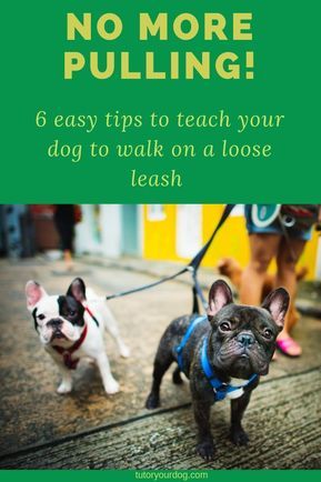 Pet Diys, Nice Dogs, Walking Tips, Behavior Tips, Puppy Obedience Training, Positive Dog Training, Week Schedule, Easiest Dogs To Train, Basic Dog Training