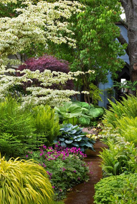 As he does for his Ballard shop, Curtis Steiner curates the uncommon for his own garden | The Seattle Times Pacific Northwest Landscape Ideas, Plants Over Septic Field, Modern English Garden Design, Low Maintenance Shade Garden, Pacific Northwest Shade Garden, Ligularia Shade Garden, Shade Garden Path, Pacific Northwest Landscaping, Pnw Garden